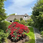 Dünenrose